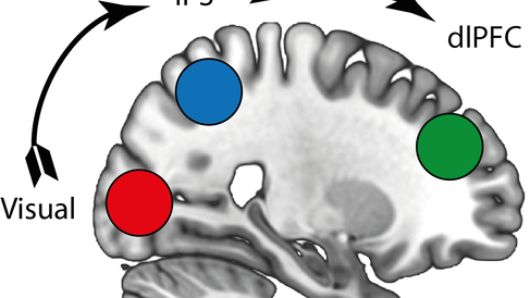 image of brain regions for cerebral cortex paper 2021