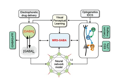 learning_and_brain_placticit2
