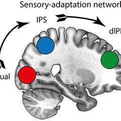 image of brain regions for cerebral cortex paper 2021