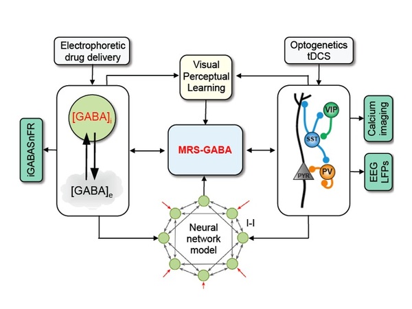 learning_and_brain_placticit2