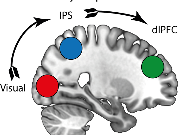 image of brain regions for cerebral cortex paper 2021