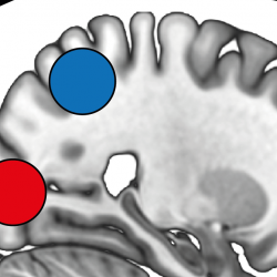 image of brain regions for cerebral cortex paper 2021