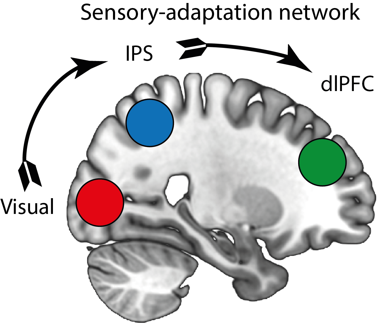 image of brain regions for cerebral cortex paper 2021